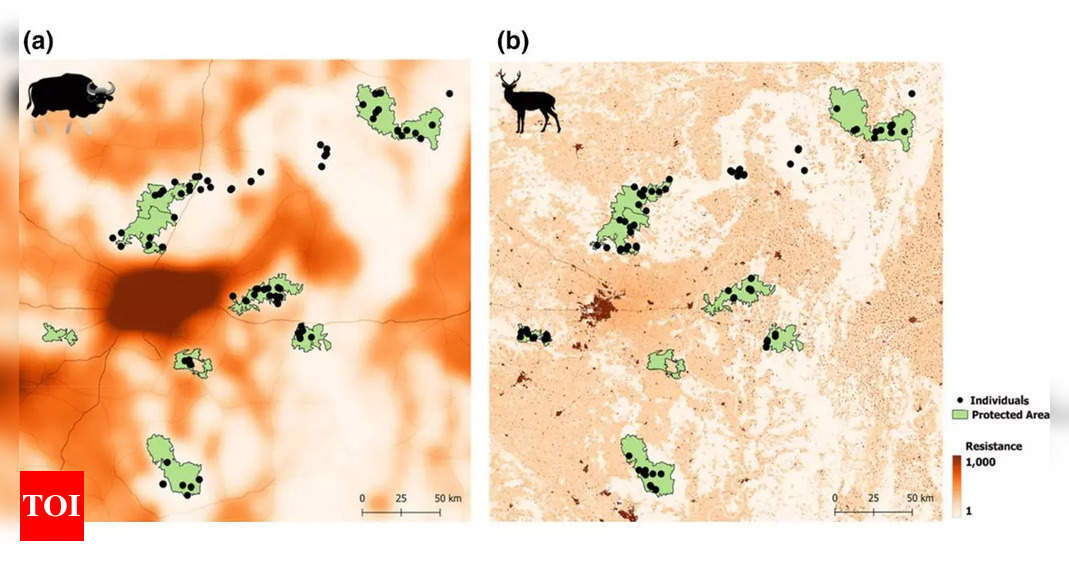 Conservation: NCBS study shows land use changes & roads threaten genetic connectivity of large herbivores | India News