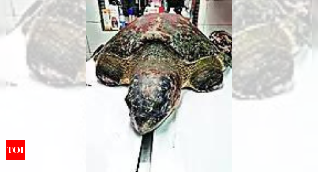 Turtle's luck turns after superglue surgery | India News