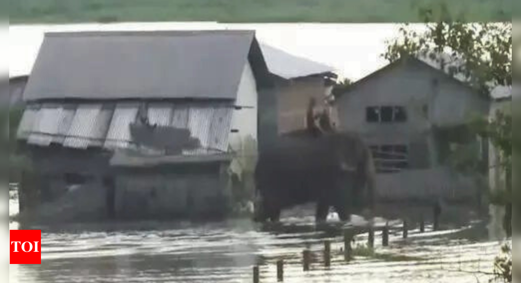 Assam: Flood situation remains grim in Nagaon; death toll from deluge rises to 84 | India News