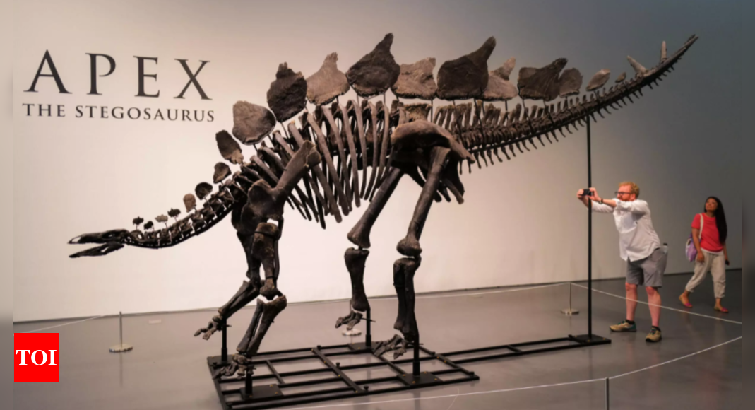 New York auction to sell 150-year-old Stegosaurus skeleton: How much will it cost? – Times of India