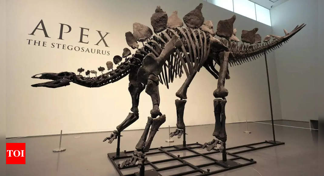 A stegosaurus nicknamed Apex will be auctioned in New York, remains showed signs of arthritis - Times of India