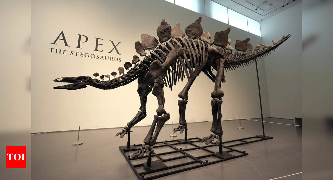 New record: 150-million-year-old Stegosaurus fossil sells for $45m – Times of India