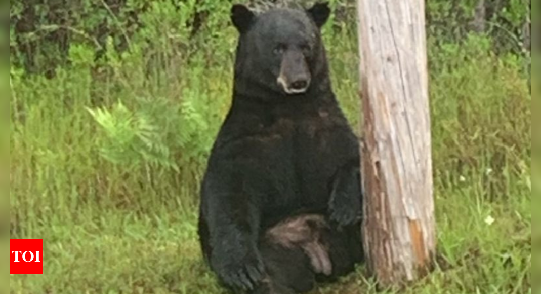 'No selfies': Florida police urges locals to avoid approaching 'depressed' bear - Times of India