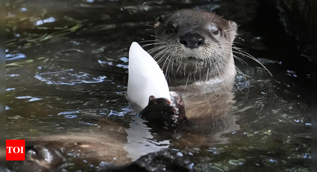 Frozen treats, cold showers and lots of ice; Florida zoo works to protect animals from summer heat - Times of India