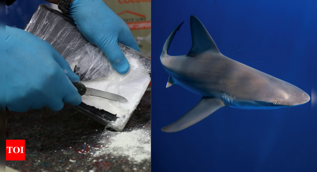 Cocaine sharks: Brazilian study shows marine predators 'high' on drug – Times of India