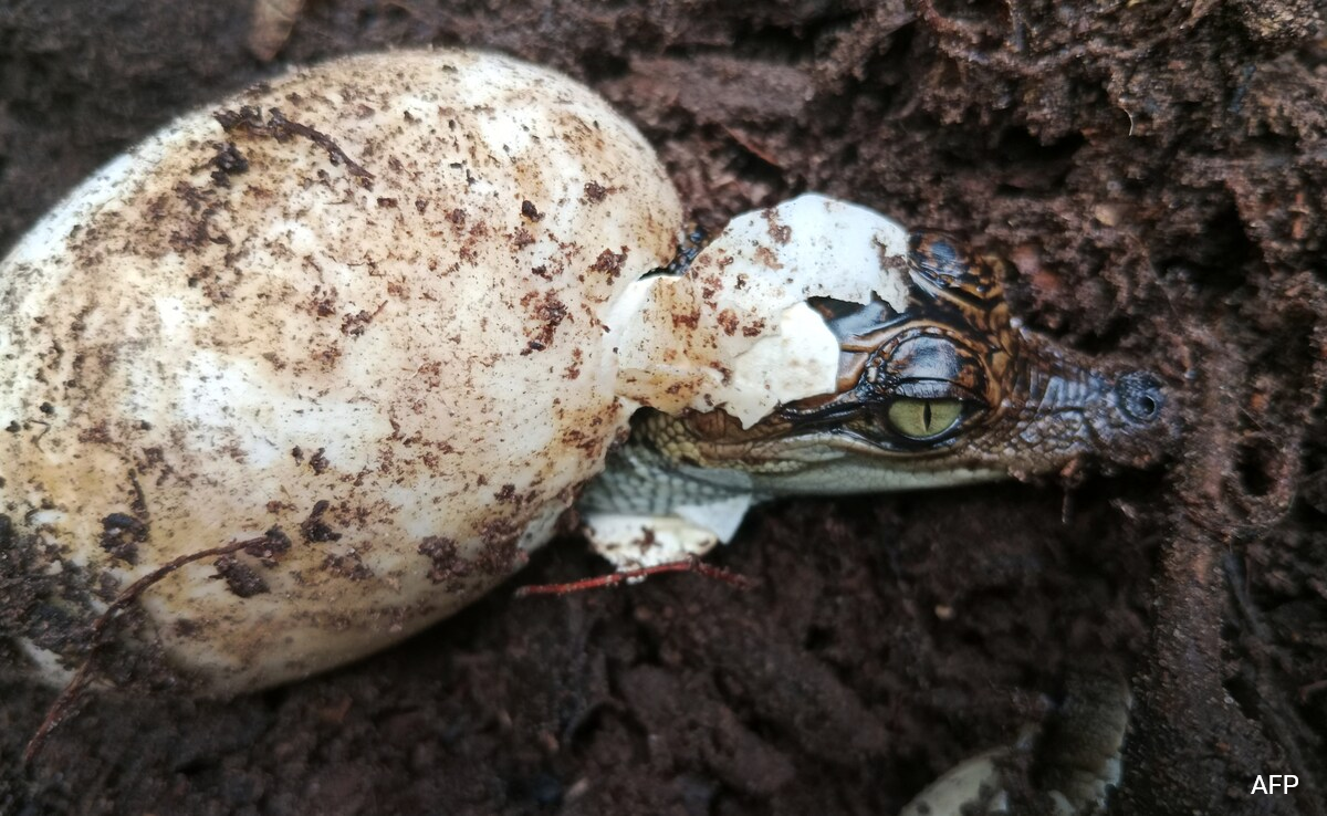 60 Rare Siamese Crocodiles Hatch In Cambodia In A Conservation Win