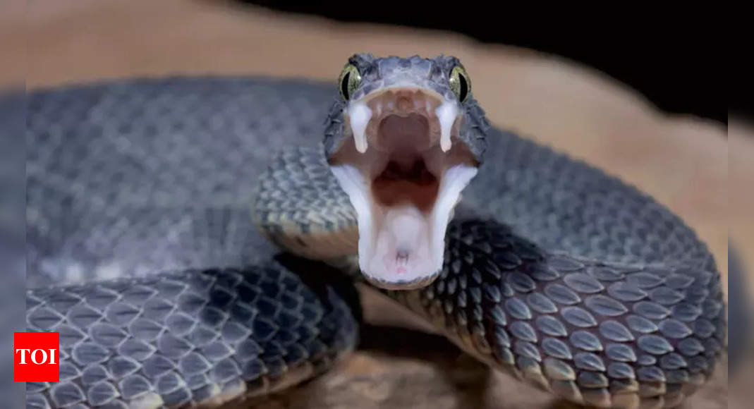 Breakthrough: Common blood thinner can be affordable antidote for cobra venom