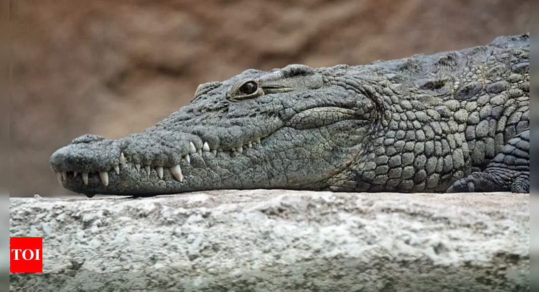 Crocodiles vs. alligators: Spotting the differences