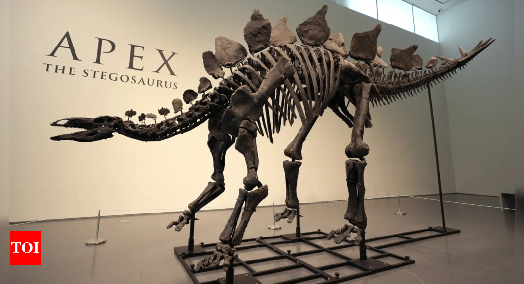 Ken Griffin revealed as buyer of $44.6m Stegosaurus fossil