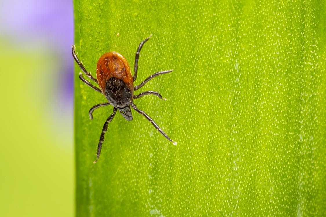 Man Dies In Spain After Contracting 'Ebola-Like Disease' From Tick Bite