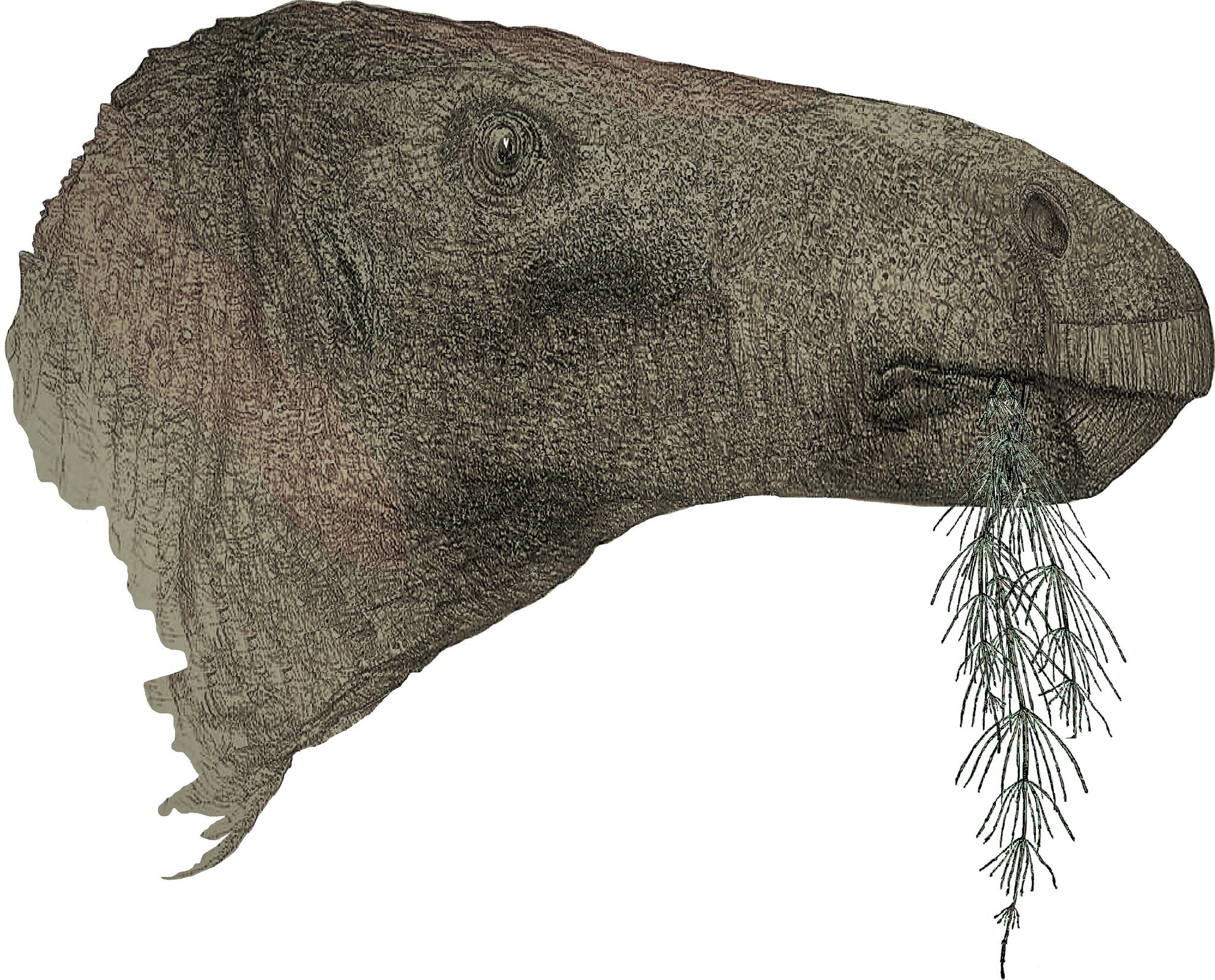 Massive 125-Million-Year-Old Herbivorous Dinosaur's Fossil Found In England