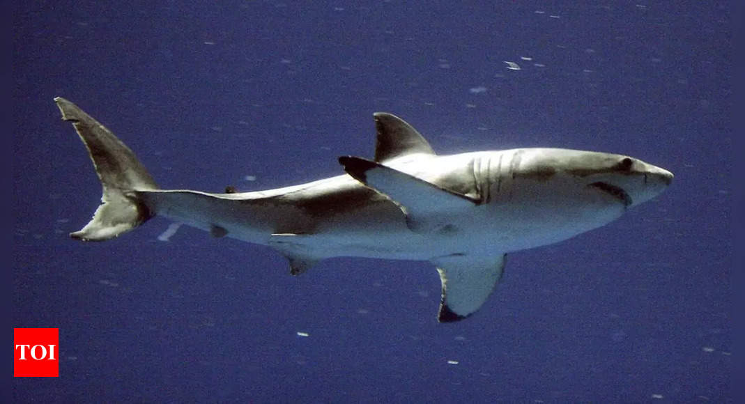 Scientists release 200 gallons of synthetic blood to lure great white shark