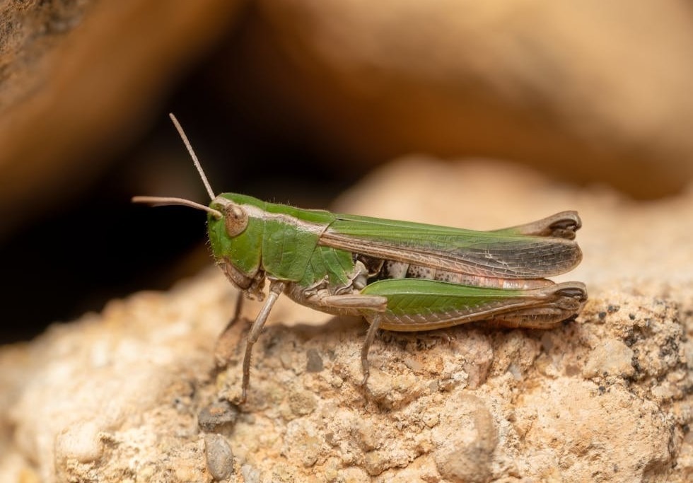 Singapore Approves 16 Insects Including Grasshoppers For Human Consumption