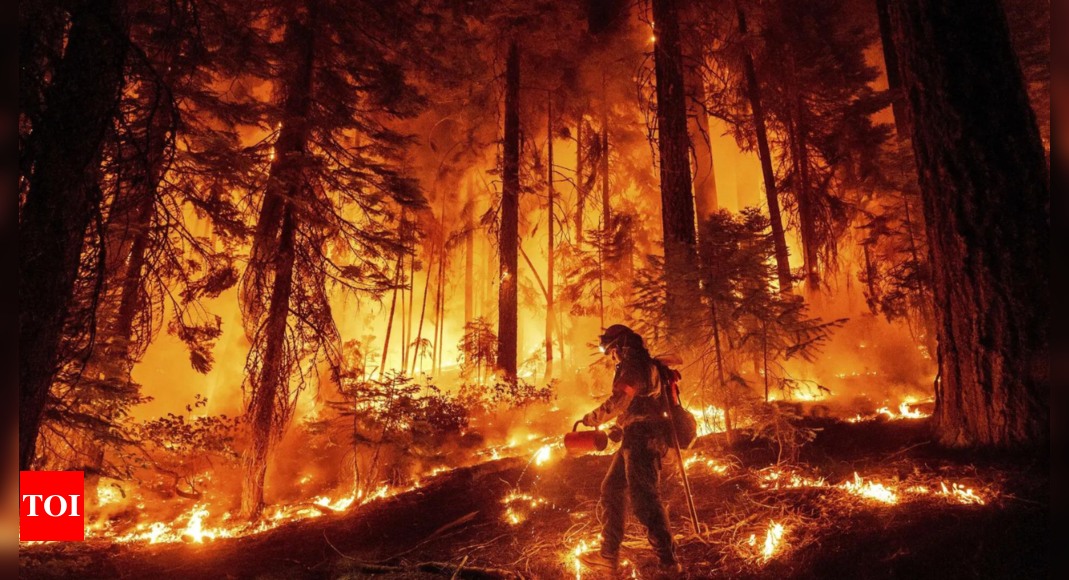 California Wildfire: Huge California wildfire chews through timber in very hot and dry weather | World News – Times of India