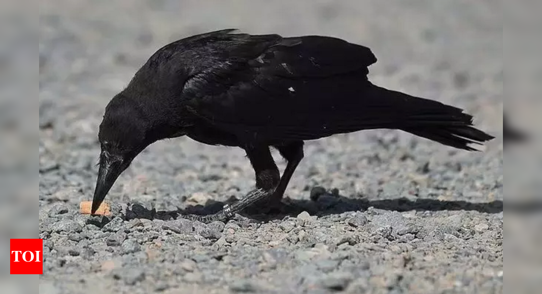 Birds with a mission: Sweden's crows clean up cigarette butts for food - Times of India