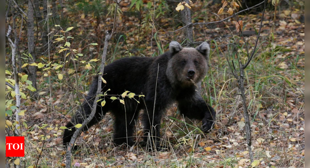 Sweden begins brown bear hunting season with conservationists warning of a 20% drop in number – Times of India