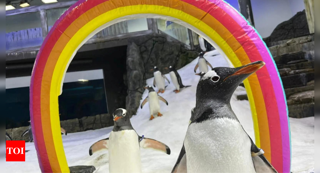 Sphen the penguin, one half of renowned gay pair, dies - Times of India