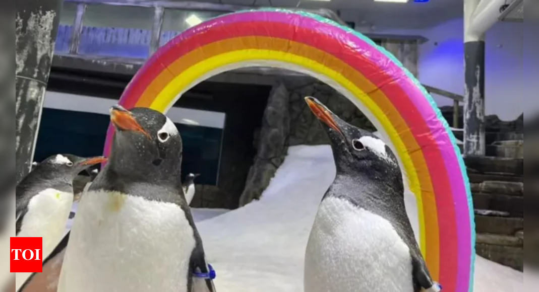 Australia’s beloved gay penguin Sphen, known for raising chicks with same-sex partner, dies at 12 - Times of India