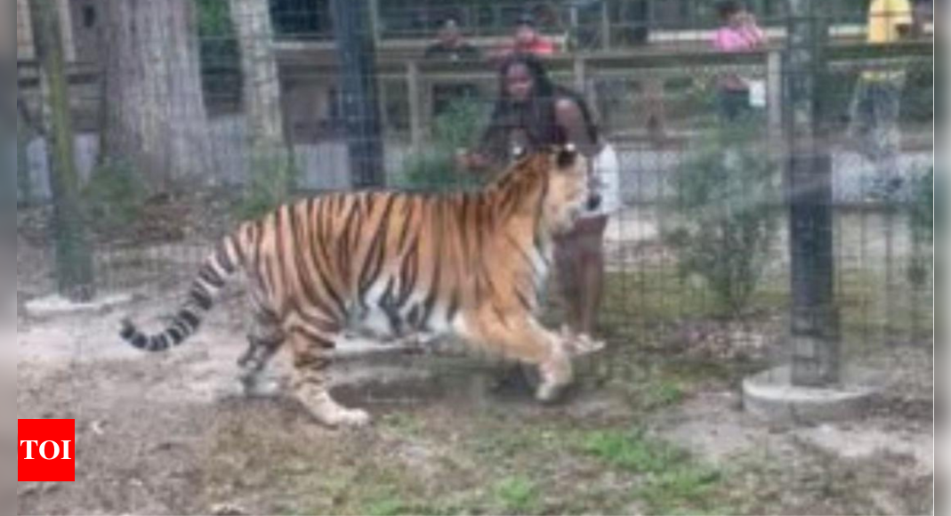 Watch: Woman jumps dangerously close to tiger in zoo, misses getting attacked narrowly - Times of India