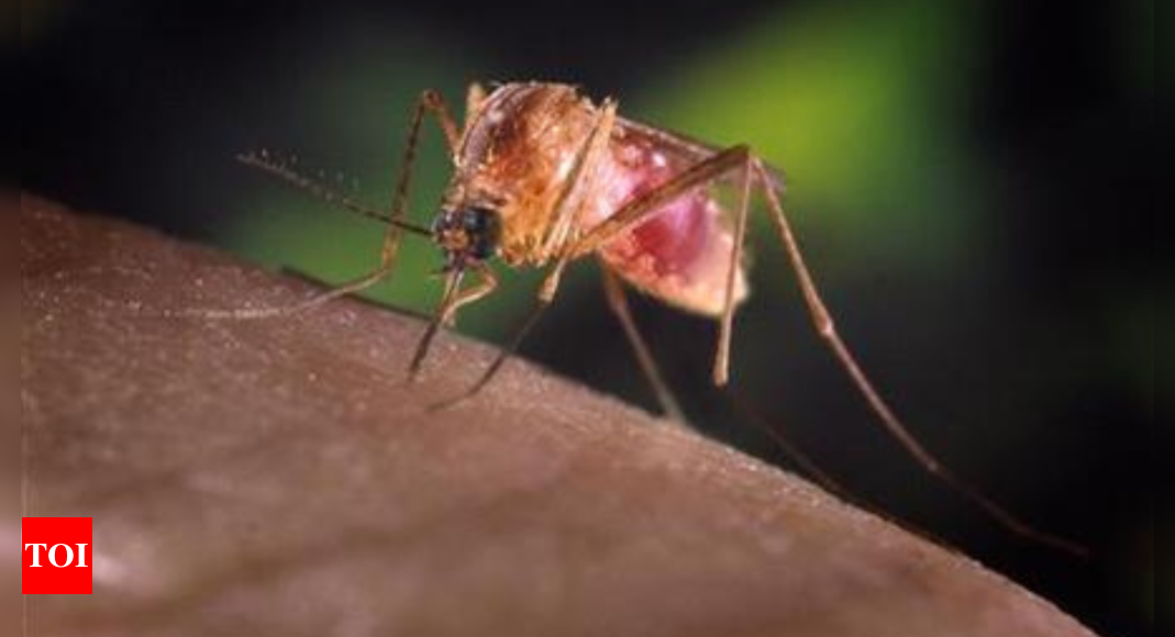 US reports nearly 300 cases of mosquito-borne West Nile virus: All you need to know - Times of India