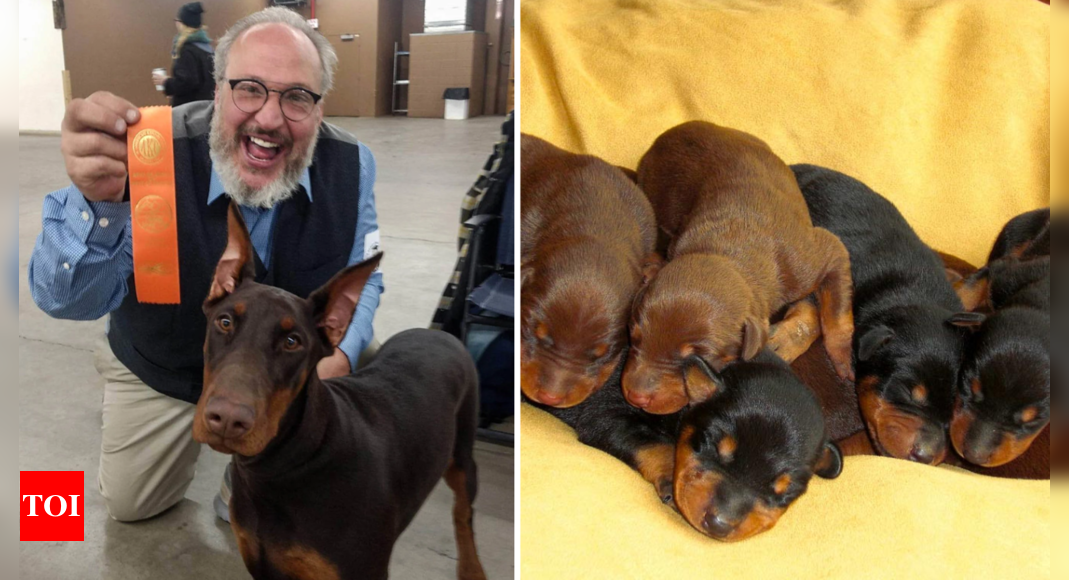 US dog breeder Paul Peavey’s murder: Suspect Sergio Ferrer arrested, puppies still missing - Times of India