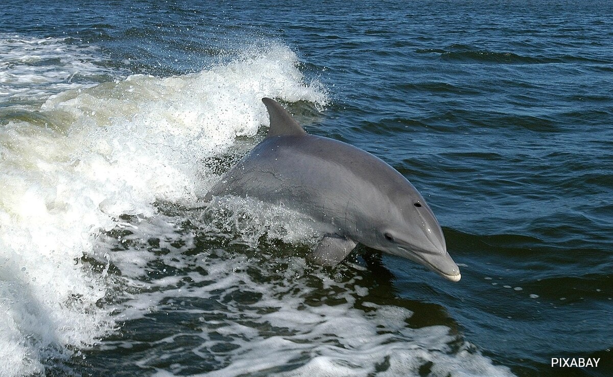 Dolphin Bites Surge At Japanese Beaches, Authorities Warn Beachgoers