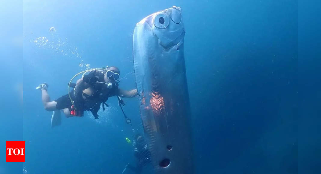 ‘Doomsday fish’ found: Rare Oarfish washes ashore in California, sighted only 20 times since 1901