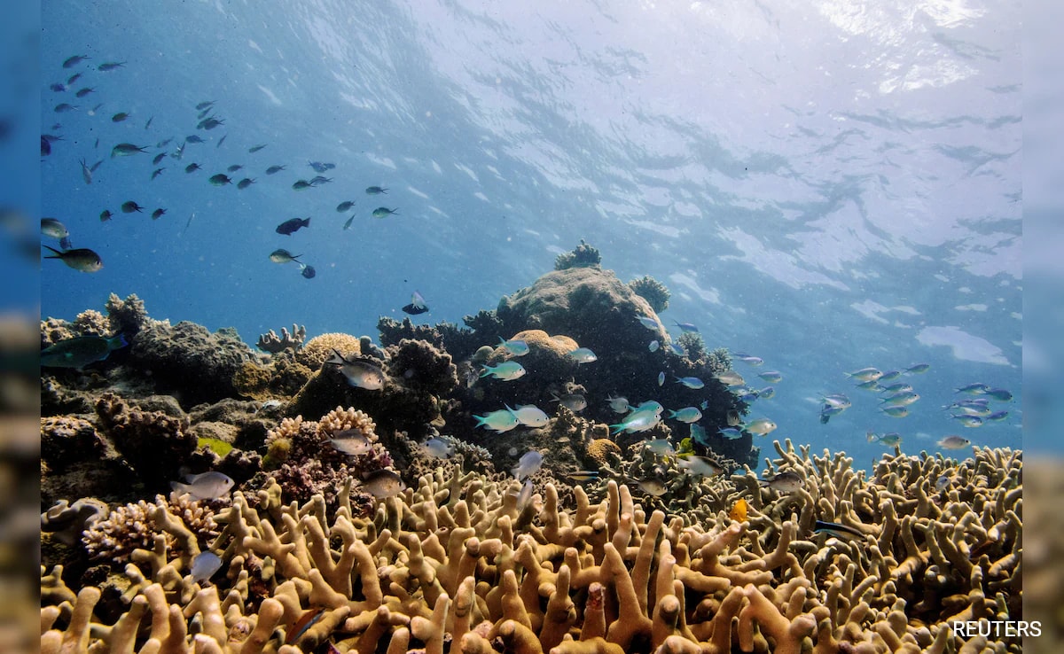 Humanity Is Killing The Great Barrier Reef, Warns Report