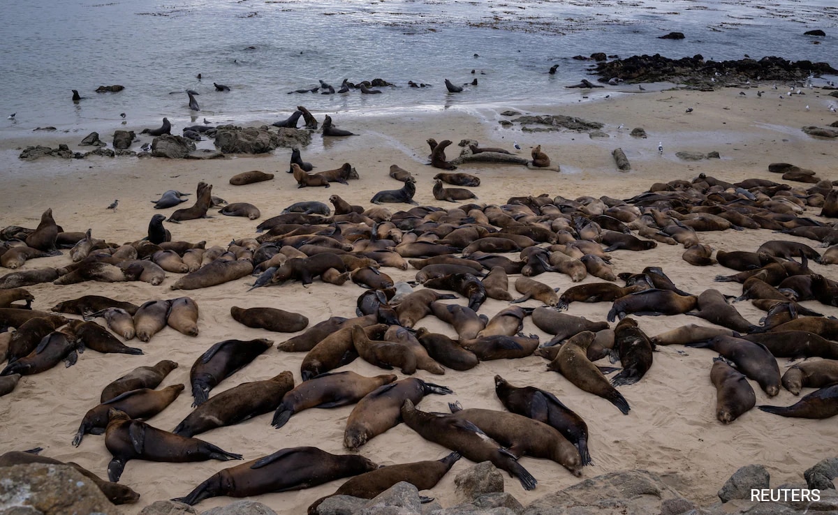 Hundreds Of Sea Lions Take Over California Beach Ousting People