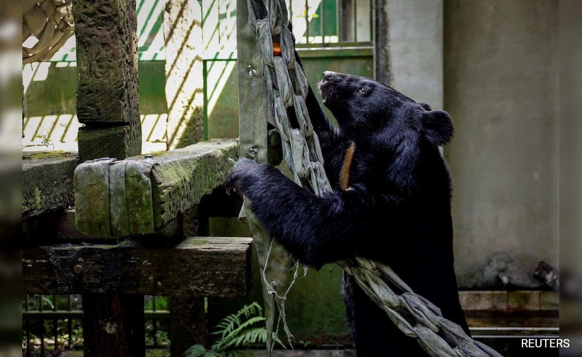 Hunters, Conservationists Design Safer Traps To Protect Formosan Bears