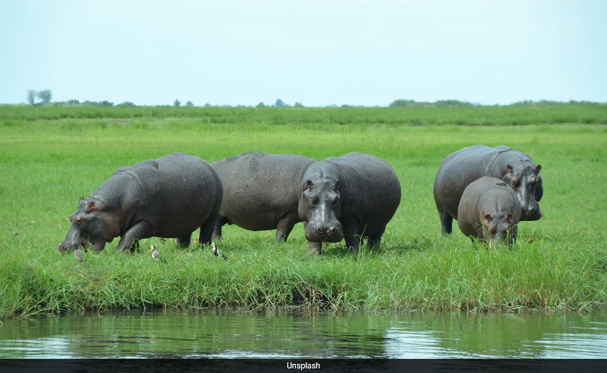 Namibia To Kill 700 Animals, Including Hippos For Meat Amid Severe Drought