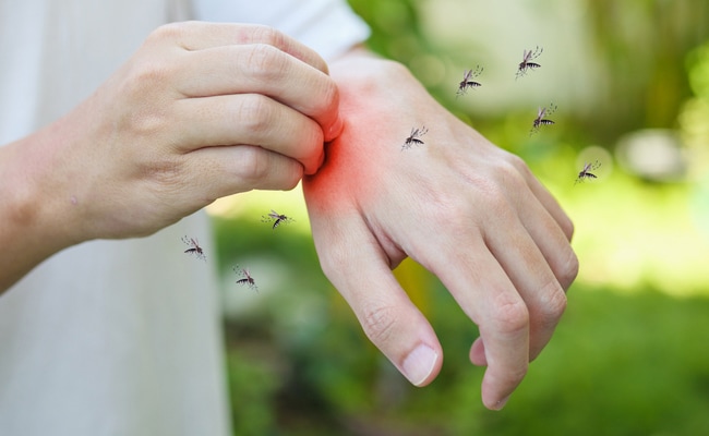 Rare Mosquito Disease Where 1 In 3 People Die Has US State On Alert