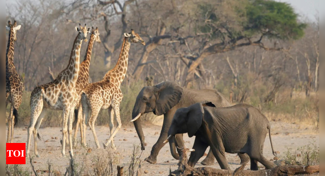 Grim survival tactic: Why is Namibia planning to kill over 700 animals, including hundreds of elephants and zebras - Times of India