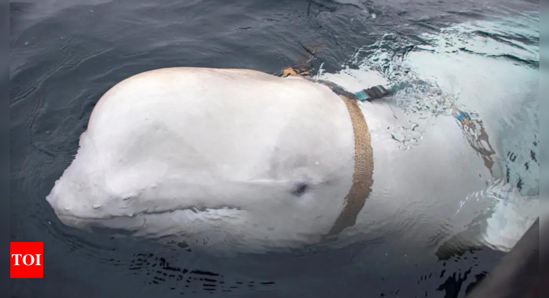 'Russian spy' whale Havaldimir found dead in Norway – Times of India