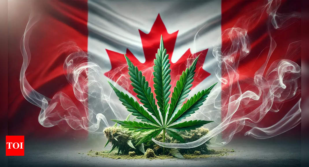 Why Canada’s legalised marijuana sector is facing a sobering time | World News - Times of India