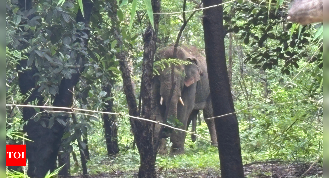 Namibia, facing drought, plans to kill elephants for meat – Times of India