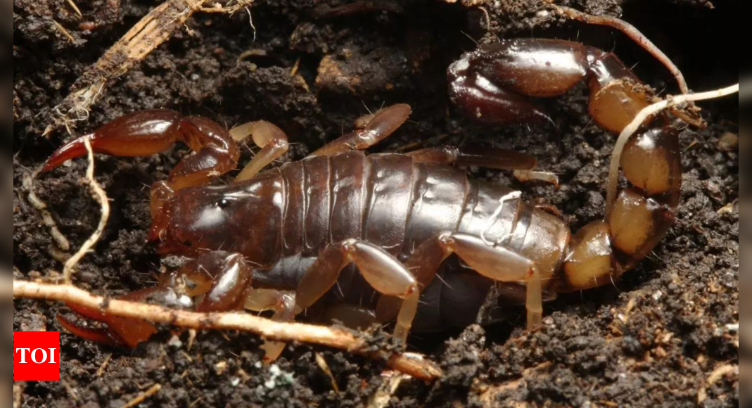 'Ruined my sex life': 62-year-old man sues Las Vegas hotel after scorpion stung his testicles - Times of India