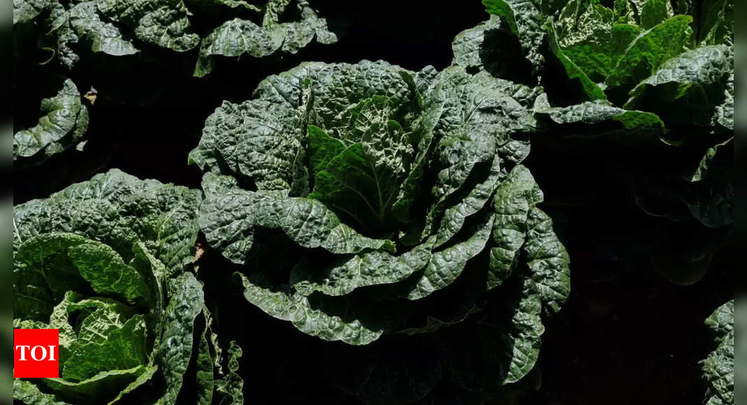 Kimchi no more? Climate change puts South Korea's beloved cabbage dish at risk – Times of India