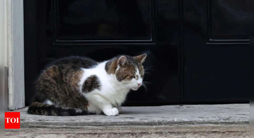 Larry the cat's 'Siberian rival': UK PM Starmer welcomes new kitten to Number 10 Downing Street – Times of India