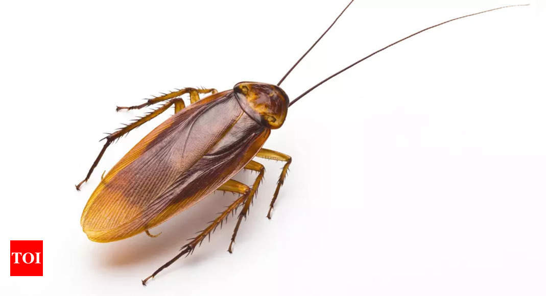 Man wakes to cockroach stuck in his throat: 'It had wings' – What happened next? – Times of India