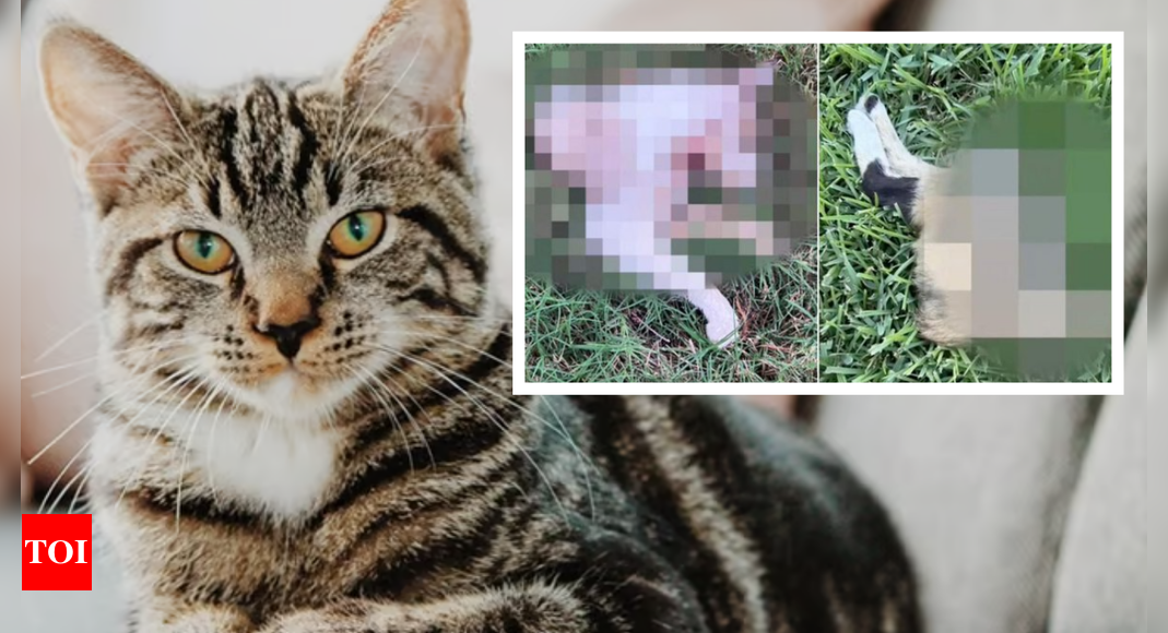 Dead cats found cut in half with missing paws and limbs in Houston amid speculative pet-eating theories - Times of India