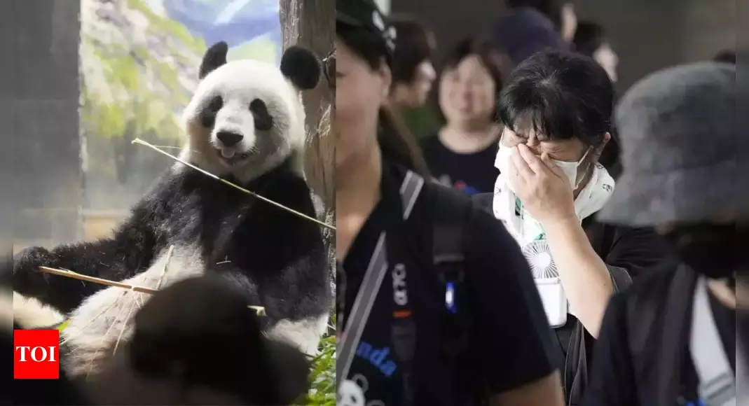 Japanese fans bid farewell to beloved panda pair before their return to China – Times of India