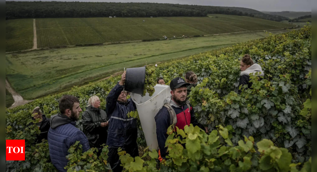 Climate change, harsh weather in France bring challenges to Chablis wine country - Times of India