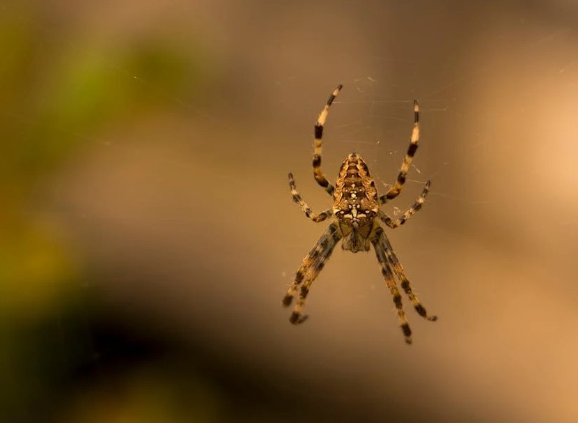 British Man Develops Flesh-Eating Disease After Being Bitten By Spider