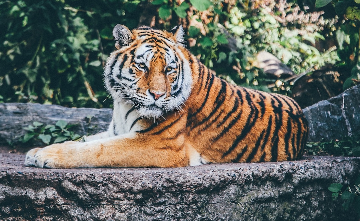 Colonialism Turned Tigers To Trophies. How India Moved Humans To Save Them