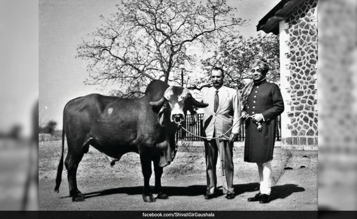 How India's 'Krishna' Bull Revolutionised Brazil's Dairy Industry