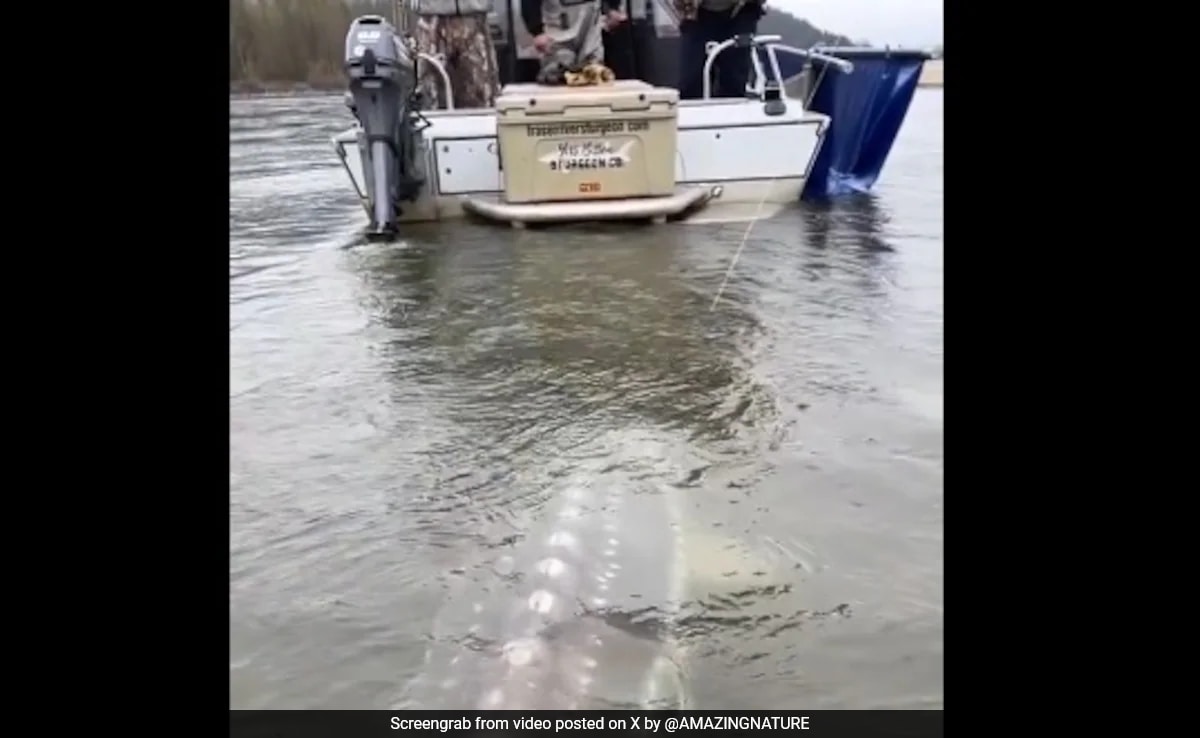 Internet Stunned By Giant, Crocodile-Like Fish In Viral Video