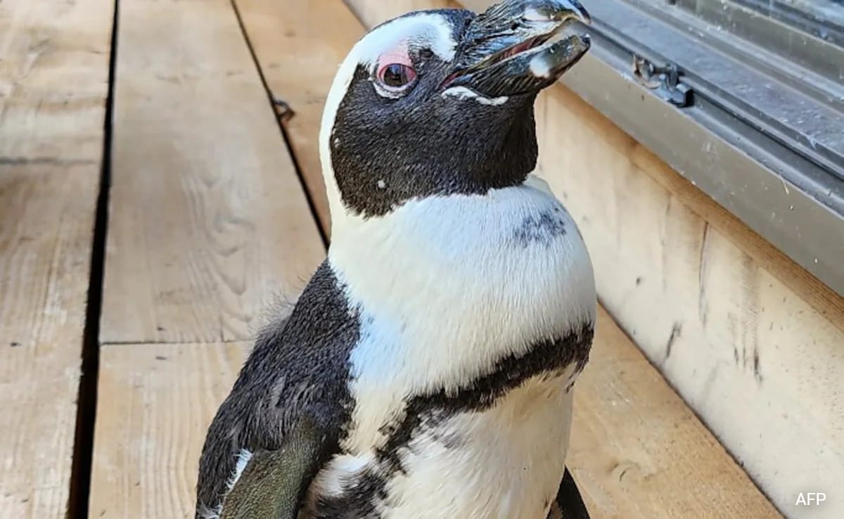 Japan Penguin Found Safe 2 Weeks After Escape, Keeper Calls It "A Miracle"