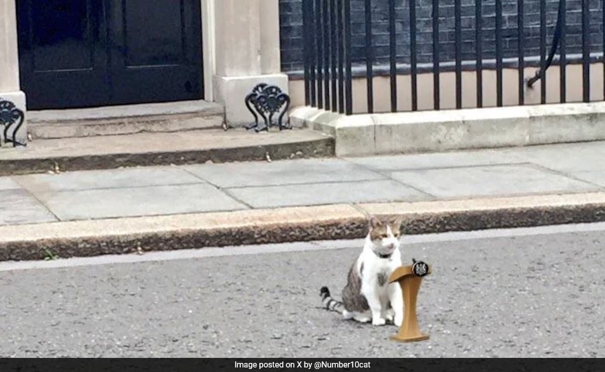 Larry, The 10 Downing Street Cat In UK, Gets A