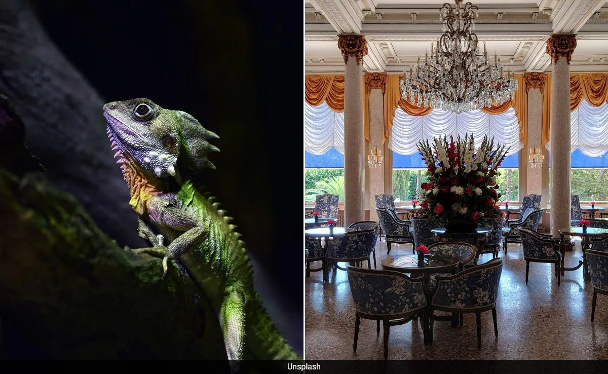 Lizard, Car Tire, And Rs 50 Crore Watch: Hotels Reveal Bizarre Lost Items